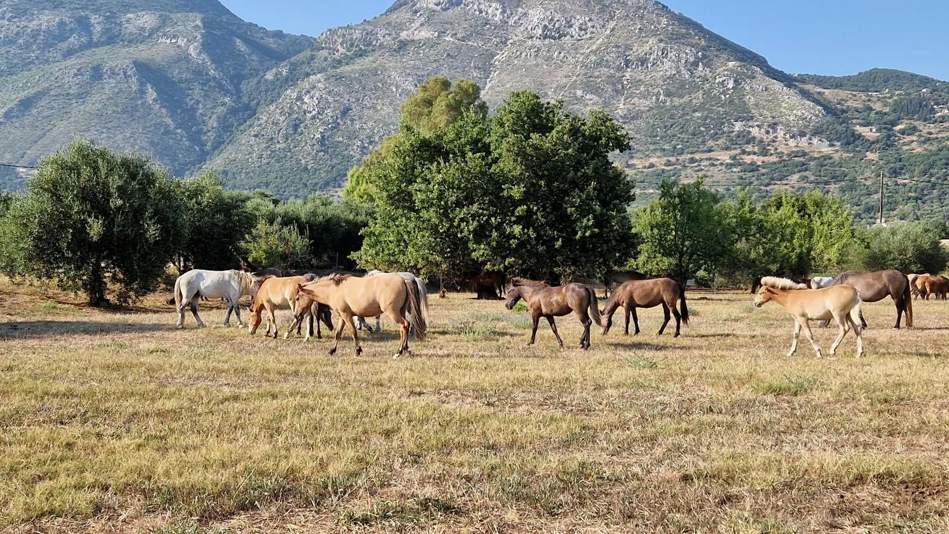 Memro Village House Atsoupades